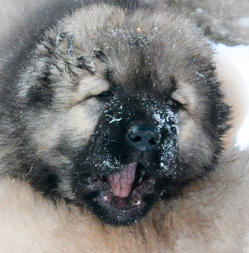 Caucasian Shepherd