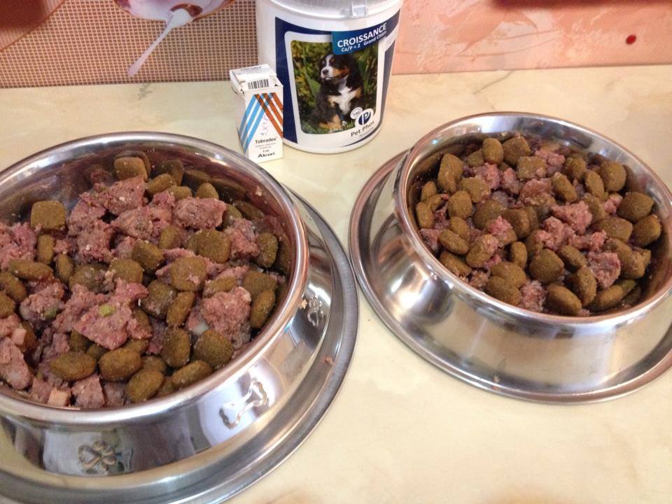 Alimentația la Ciobănesc Caucazian