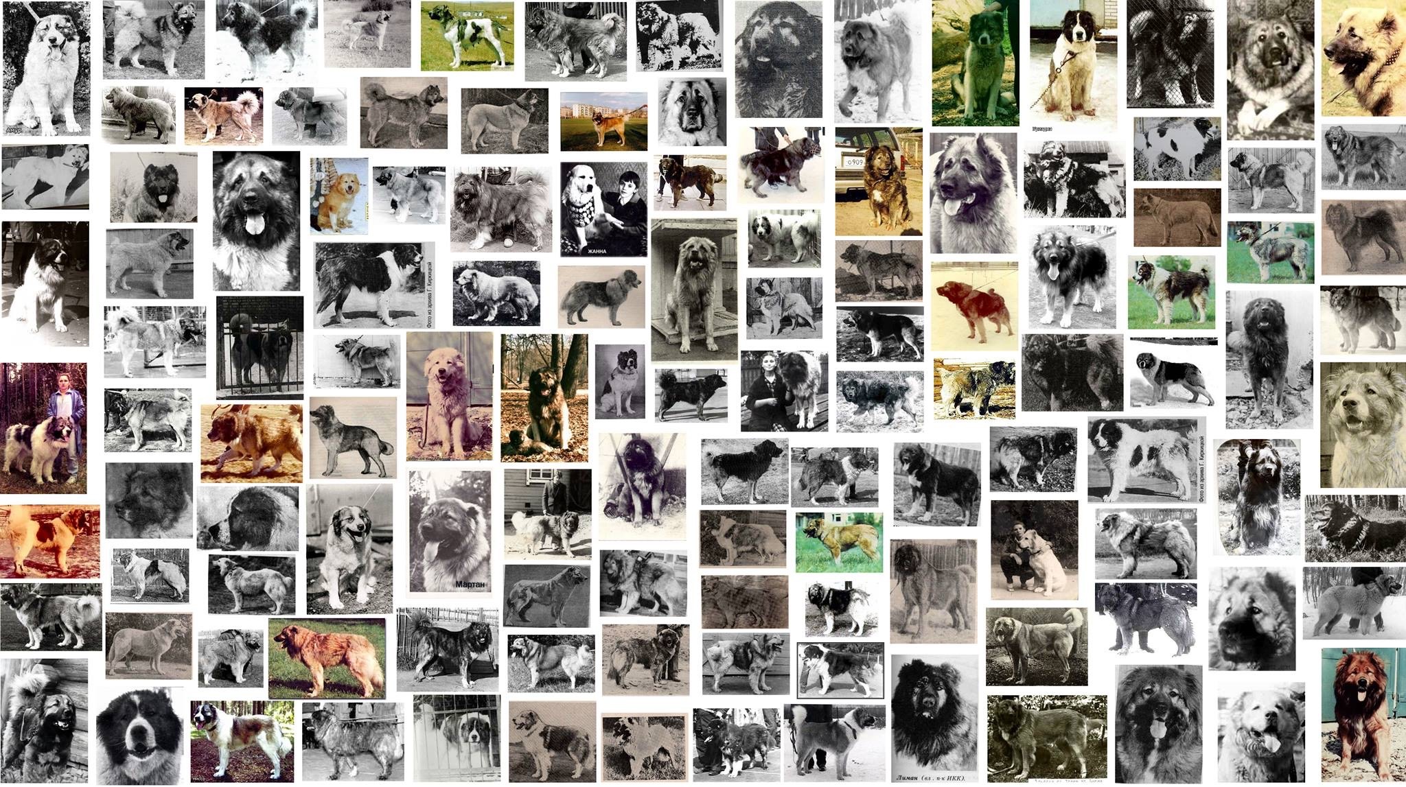 Linebreeding, inbreeding și outcrossing: cum trebuie gândită selecția la Ciobănescul Caucazian