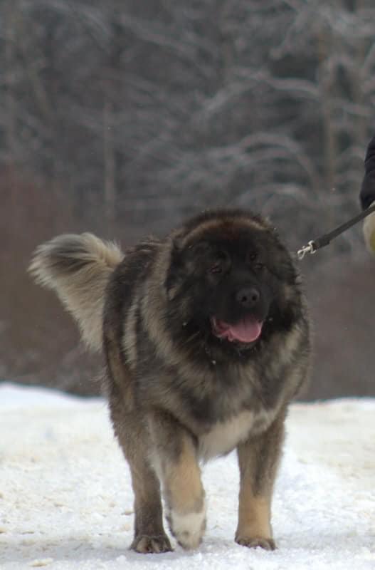 BAIRAK AZSKAS BOETS - thumbnail 2