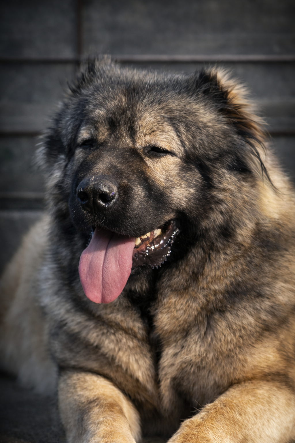 GIANT ELBRUS GLORYA - thumbnail 3