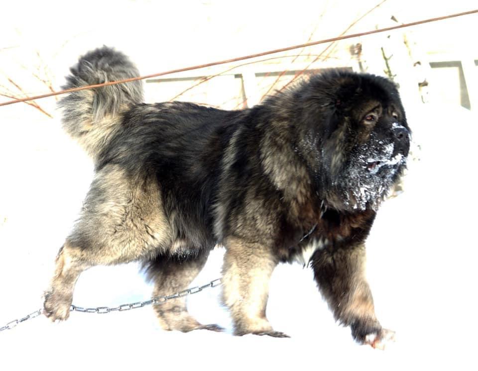 ISHTER IZ STAI VOLKOV - thumbnail 2