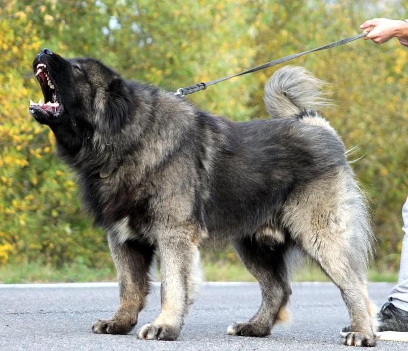 ISHTER IZ STAI VOLKOV - thumbnail 5