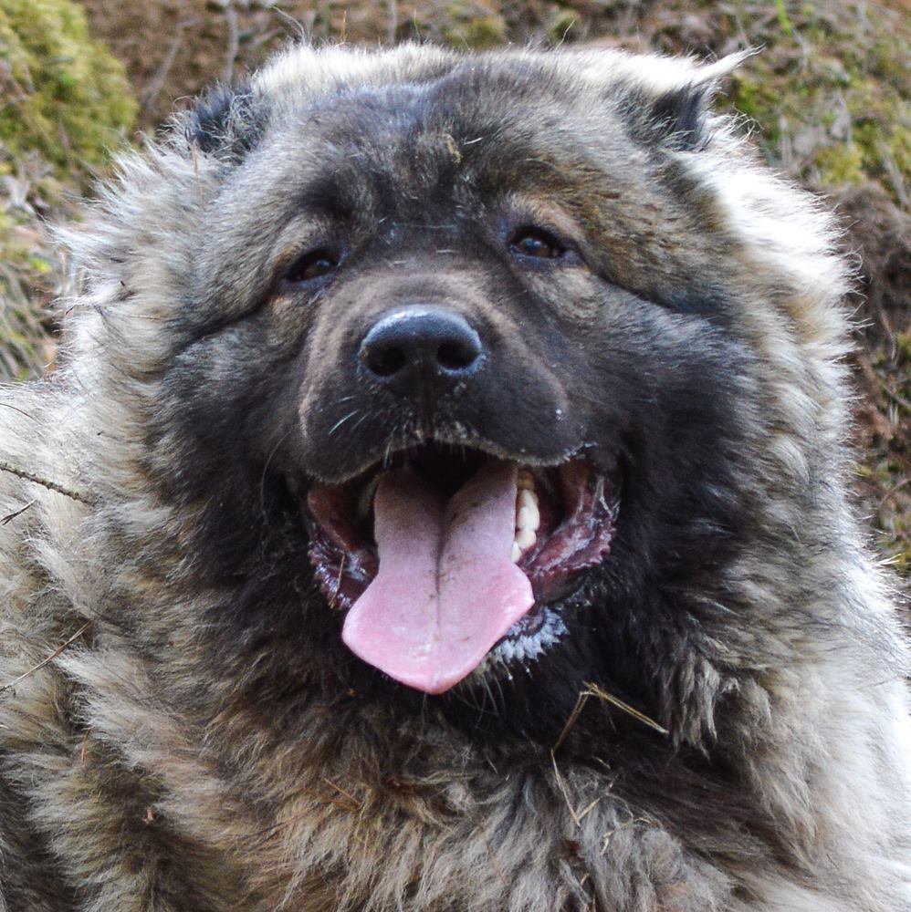 ODJI IZ SVETLOGO DOMA - foto 1