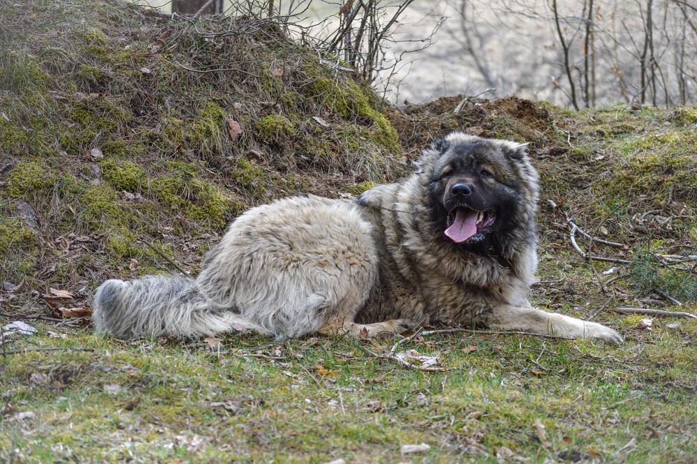 ODJI IZ SVETLOGO DOMA