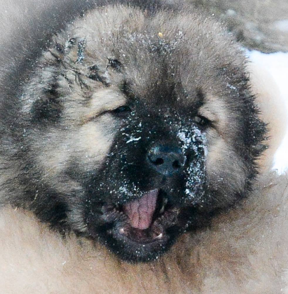 Caucasian Shepherd